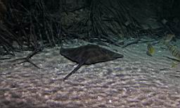 Siam Ocean World Bangkok_3301.JPG